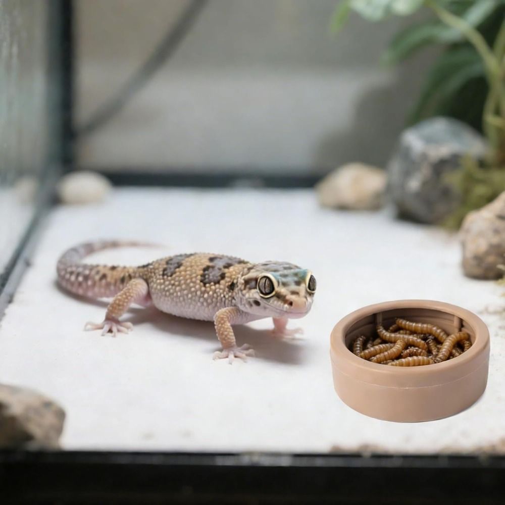 Portable Escape-Proof Reptile  - Water Dish Reptile review and price