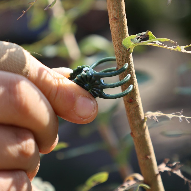 Wholesale Mini Plant Support C - Vine Climbing Plastic review and price