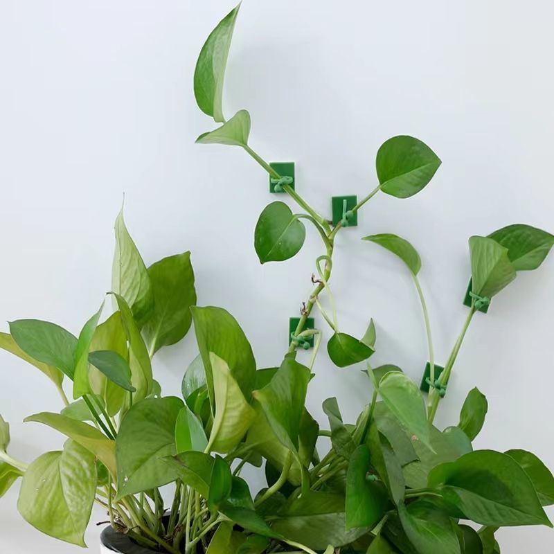 Self‑Adhesive Plant Climbing W - Vine Climbing Plastic review and price