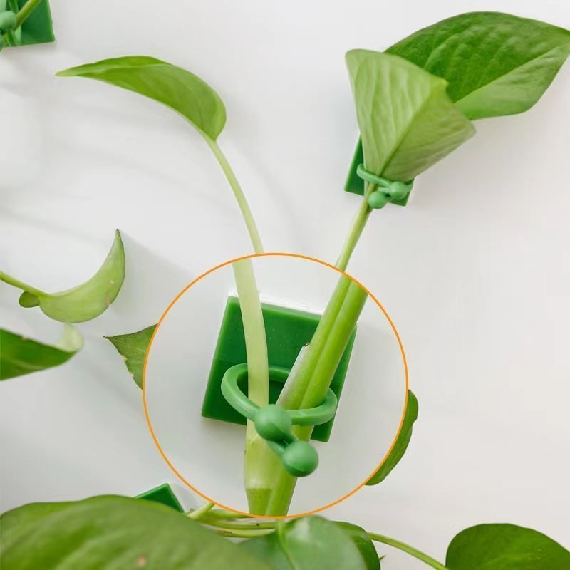 Self‑Adhesive Plant Climbing W - Vine Climbing Plastic review and price