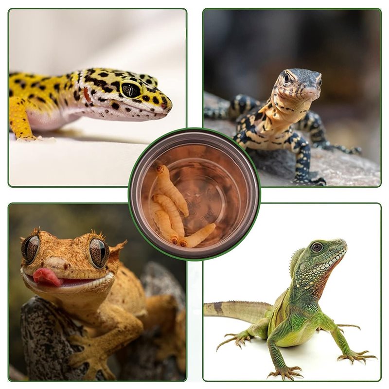 Crested Gecko Food And Water F - Water Dish Reptile review and price