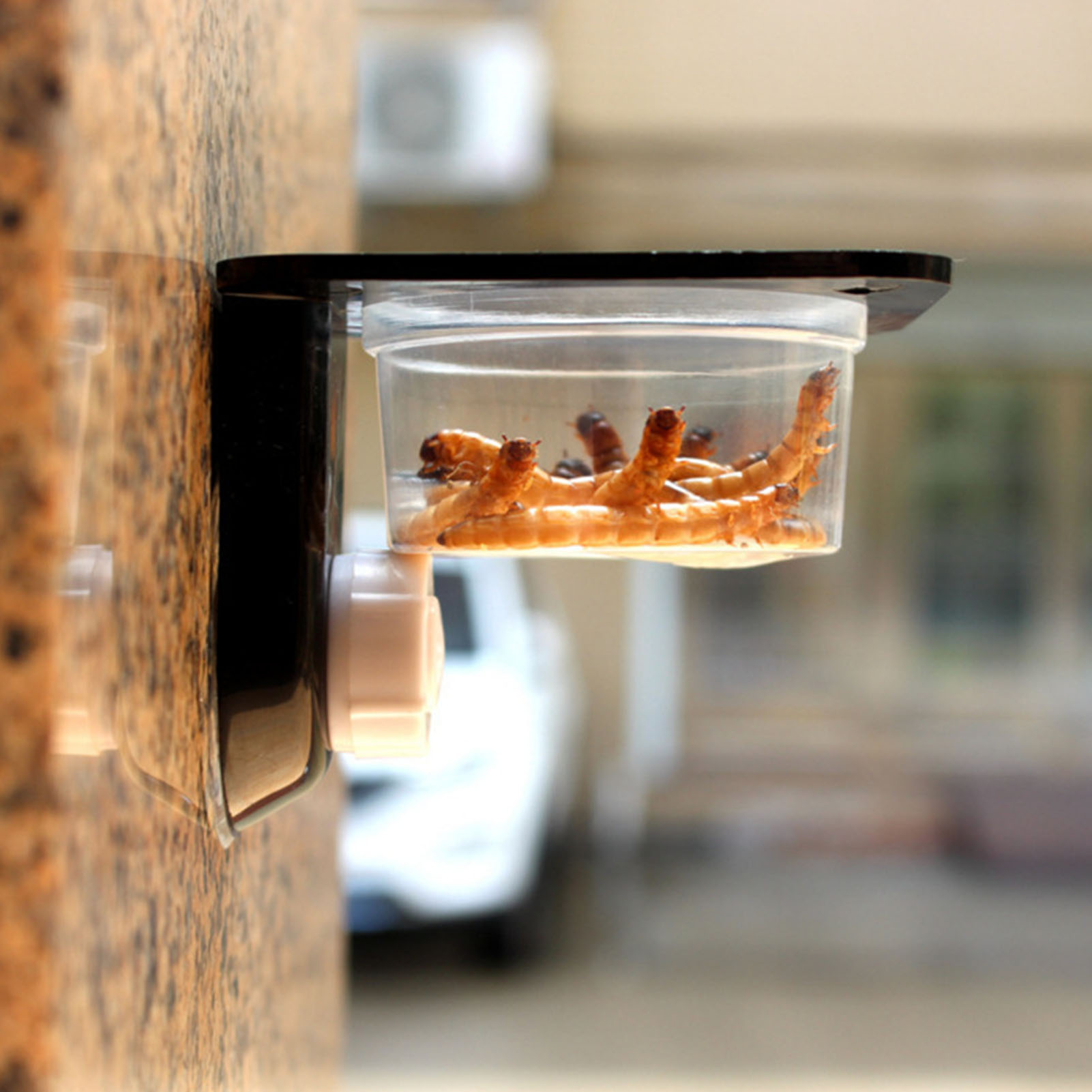 Crested Gecko Feeding Ledge Re - Water Dish Reptile review and price
